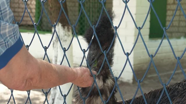 old wooman feeding ostrich with seeds through the fence in the zoo. Close up