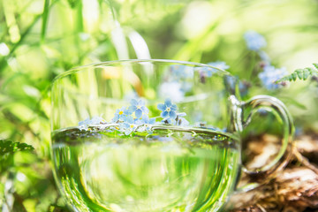 relax tea with an officinal grass of forget-me-not in a transparent cup on a wooden stub, in the moss-grown summer sunny day in a cool shadow of trees of the wood
