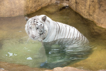 動物園で寝転ぶタイガー達
