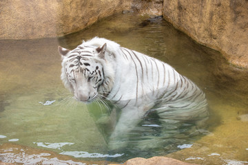 動物園で寝転ぶタイガー達