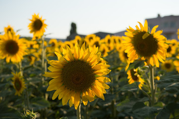 Sunflowers in the evening light 