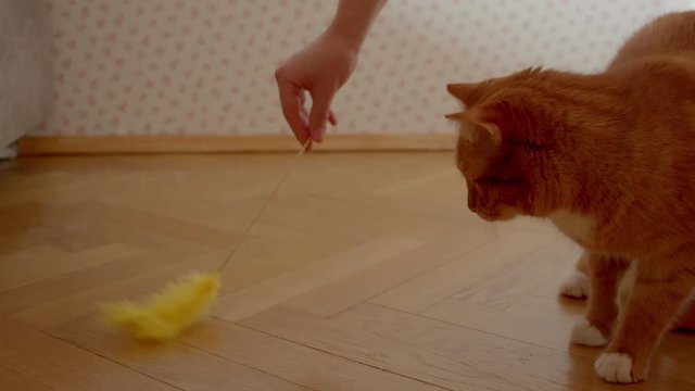Cute ginger cat trying to catch a tickler being playful and joyful at home.