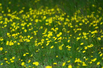 łąka wsród drzew porośnięta trawa i żółtymi mleczami pospolitymi,wiosna