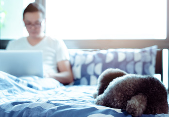 An adorable black Poodle dog lay on bed and waiting to play with the owner who is working after wake up in the morning.