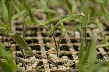 macro de pequeñas plantas en crecimiento en invernadero