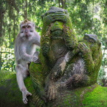 Real monkey sitting on a monkey statue