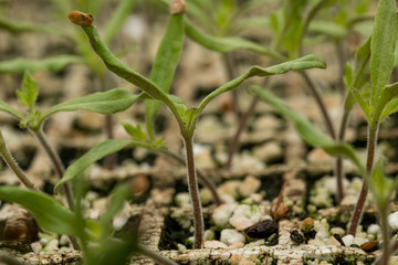 macro de pequeñas plantas en crecimiento en invernadero