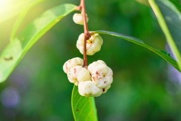 Close-up of gooseberry fruit with green leaf on blur background