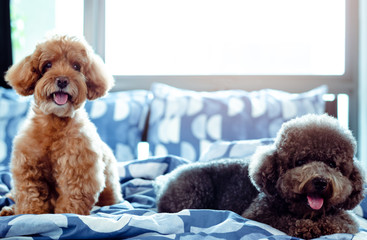 An adorable happy brown and black Poodle dog smiling and relaxing on messy bed after wake up with the owner in the morning.