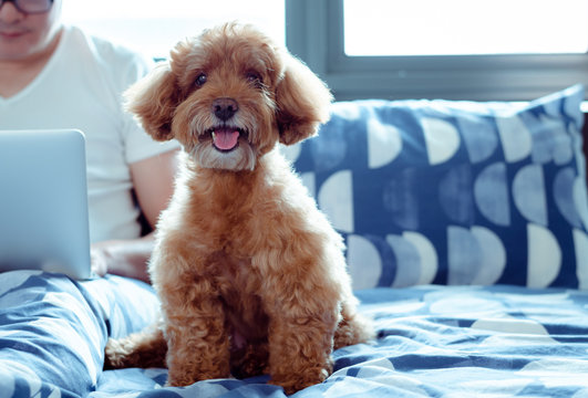 An Adorable Brown Poodle Dog Looking At Camera When Enjoy And Happy With The Owner Who Is Working On Bed After Wake Up In The Morning.