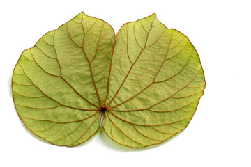 Bauhinia aureifolia leaves isolated on white background , nature plant