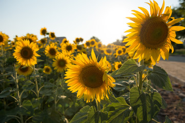 Sunflowers in the evening light 