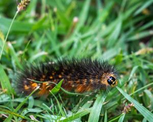Salt marsh moth caterpillar looking at the camera!
