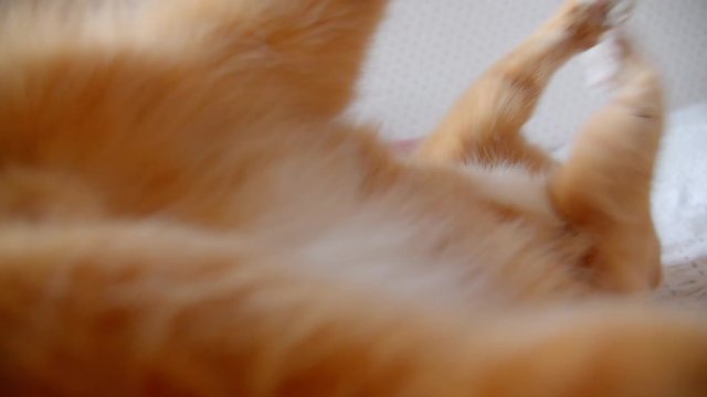 Cute ginger cat lying on back on bed trying to catch a tickler being playful and joyful at home.