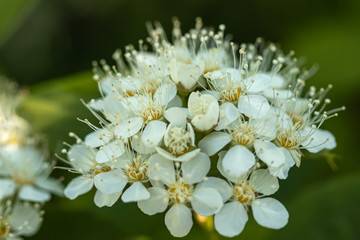 Blooming bush of spirea. Spring time. Spirea blossom