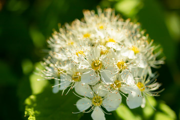 Blooming bush of spirea. Spring time. Spirea blossom