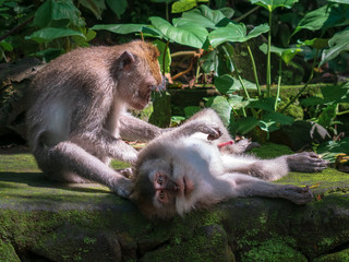 Monkeys preening on a temple in Bali