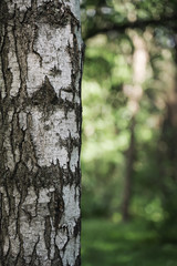 Birch in the park close-up, blurred background.
