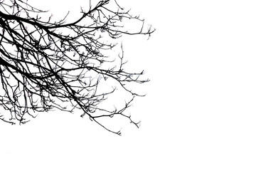 Silhouette tree branches on white background