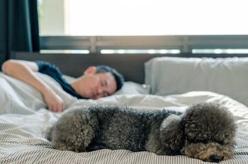 An adorable young black Poodle dog sleeping on bed with the owner with sunshine on messy bed.