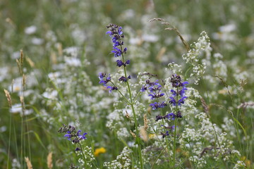 Fleures des champs 04