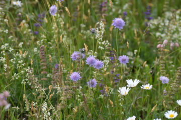 Fleures des champs 03