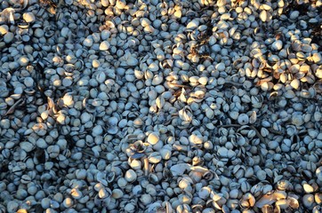 shells on the shore by dusk