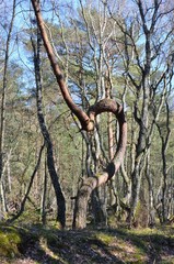 a strange formed tree in the woods