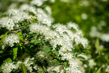 Blooming bush of spirea. Spring time. Spirea blossom