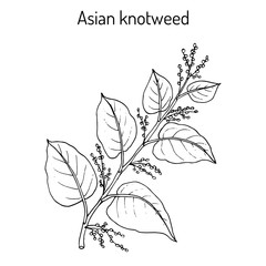 Asian,or Japanese knotweed Fallopia japonica , medicinal plant