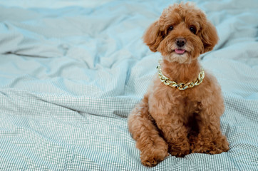 An adorable young brown Poodle dog wearing golden necklace and sitting on messy bed.