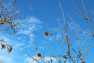 風景　田舎　冬　栗の木　栗イガ　杤木