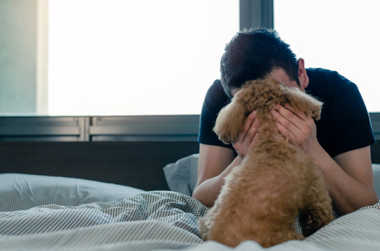 An adorable young brown Poodle dog kissing by the owner with love on bed after wake up in the morning with sunshine on messy bed.