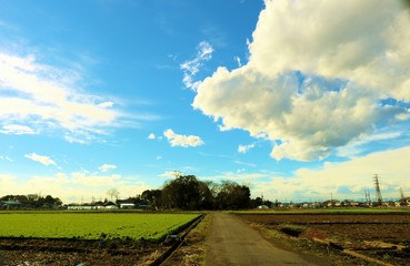 風景　田舎　春　道　空　杤木