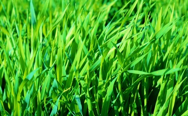 麦　青葉　若葉　春　杤木