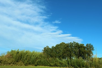Fototapeta premium 風景 田舎 春 空 杤木