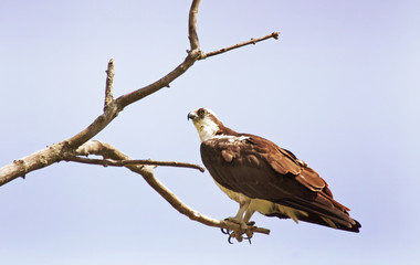 Osprey bird of prey perched on a barren branch