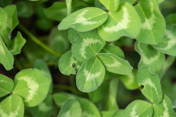 Clover Leaves in Springtime
