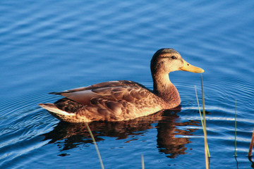 duck in water