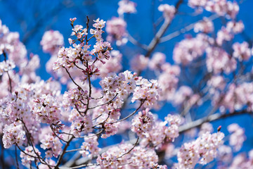 Sakura, Cherry Blossom flower in spring season
