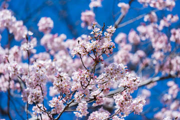 Sakura, Cherry Blossom flower in spring season