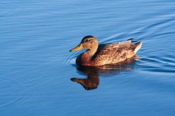 duck in the water