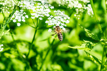 Insect on flowering grass