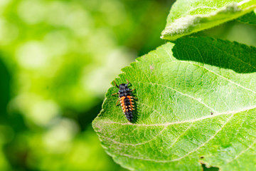Insect on a leaf of a tree