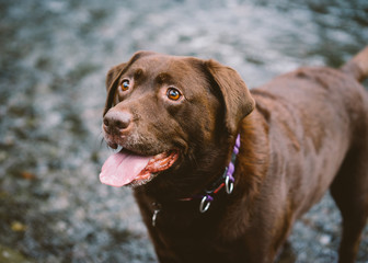 Chocolate Labrador plays on the beach