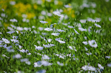 Background, flax flowers. Flax field, flax blooming, field, sowing, agriculture, panorama. The concept of a rich harvest. Save the earth and nature for posterity. Selective focus, copy space.