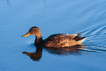 duck in water