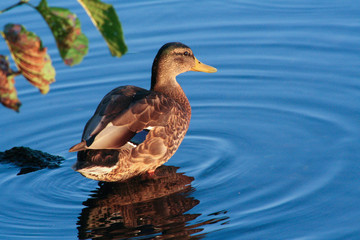 duck in water