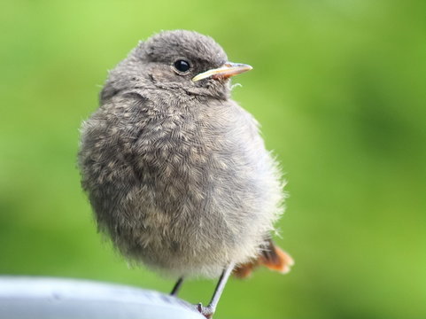 rouge queue