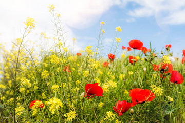 magnifique coquelicots en fleur dans la lumière du printemps